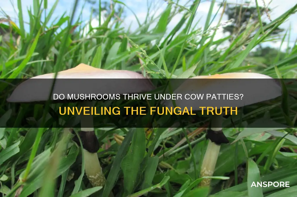 do mushrooms grow under cow patties