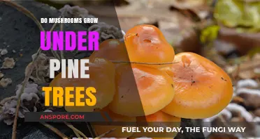 Do Mushrooms Thrive Under Pine Trees? Exploring the Fungal Connection
