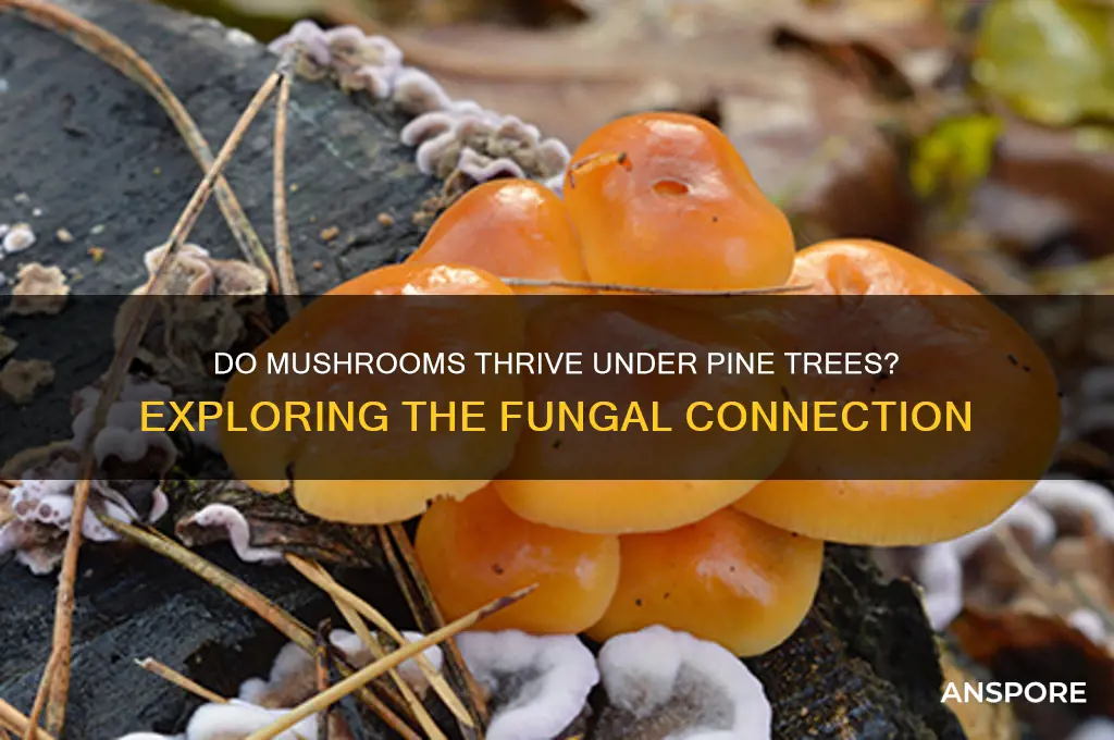 do mushrooms grow under pine trees