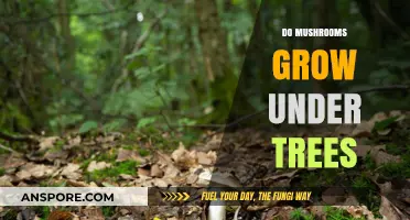 Do Mushrooms Thrive Under Trees? Exploring the Forest Floor Ecosystem