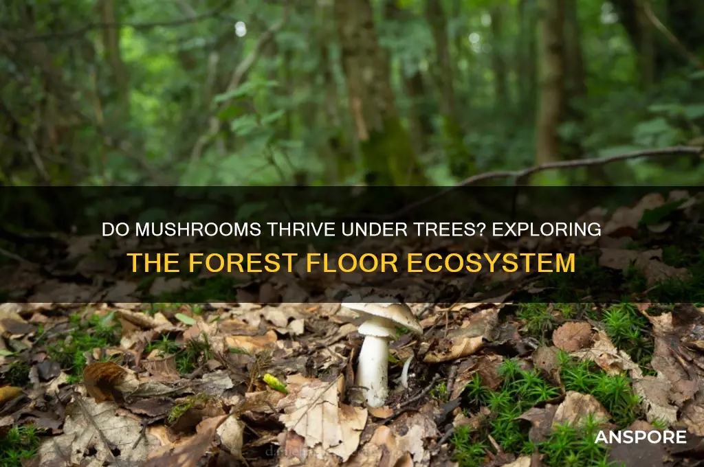 do mushrooms grow under trees