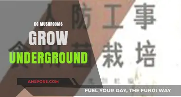 Do Mushrooms Grow Underground? Exploring Fungal Habitats and Growth Patterns