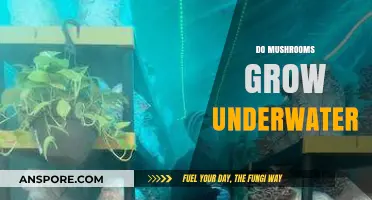 Can Mushrooms Thrive Underwater? Exploring Submerged Fungal Growth Possibilities