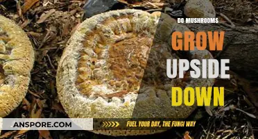 Do Mushrooms Grow Upside Down? Unveiling the Truth About Fungal Growth