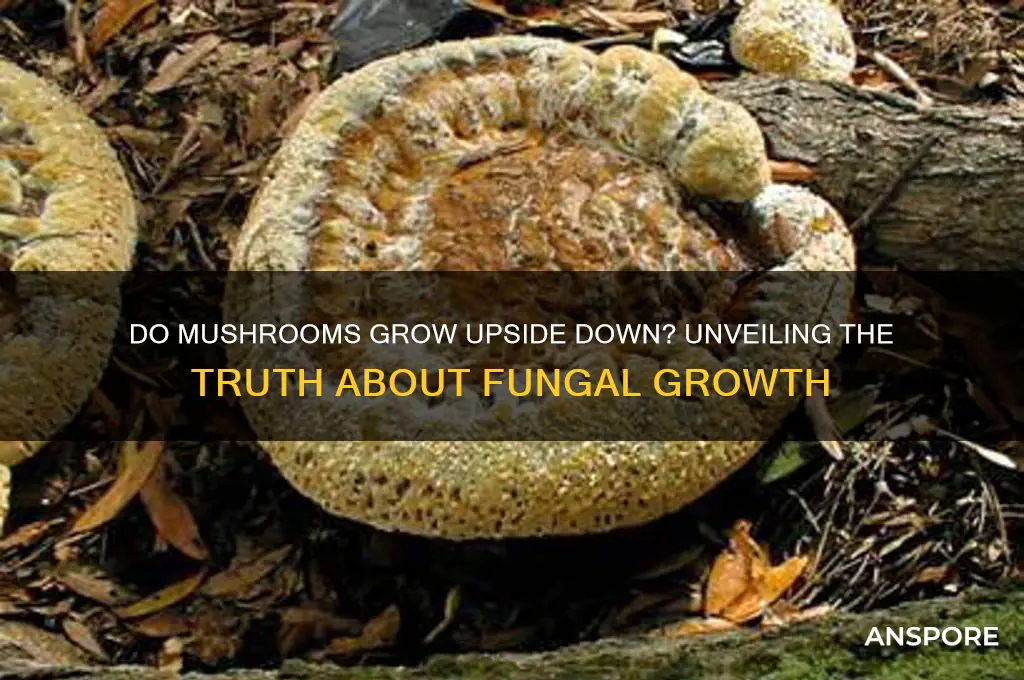 do mushrooms grow upside down