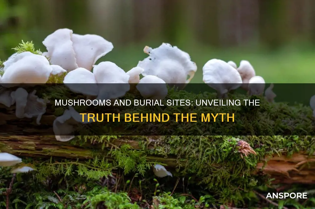 do mushrooms grow where bodies are buried