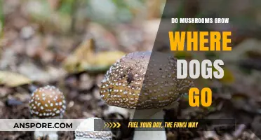 Do Mushrooms Thrive in Dog-Frequented Areas? Exploring the Connection