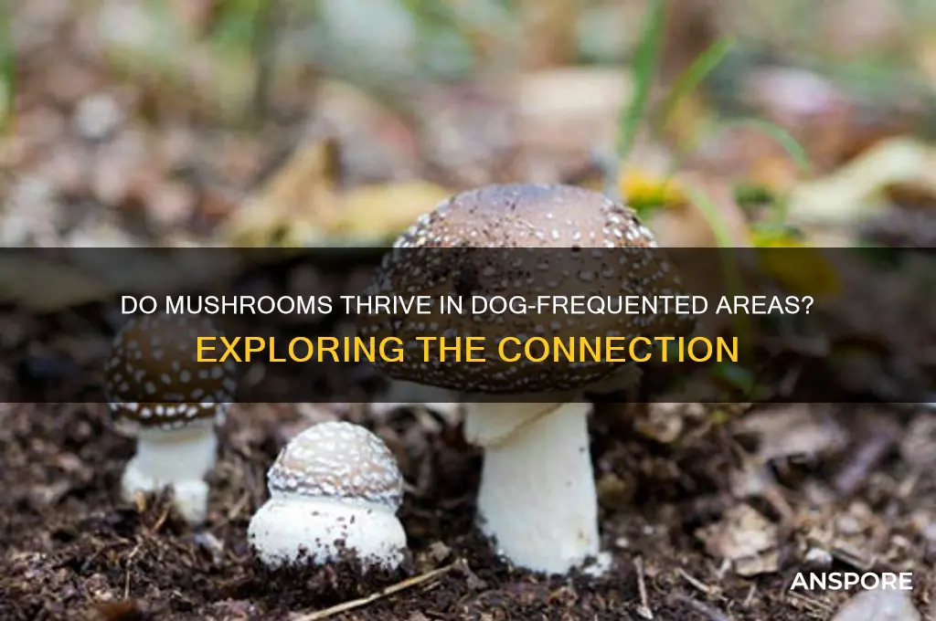 do mushrooms grow where dogs go