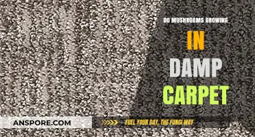 Mushrooms in Damp Carpet: Causes, Risks, and Effective Removal Tips