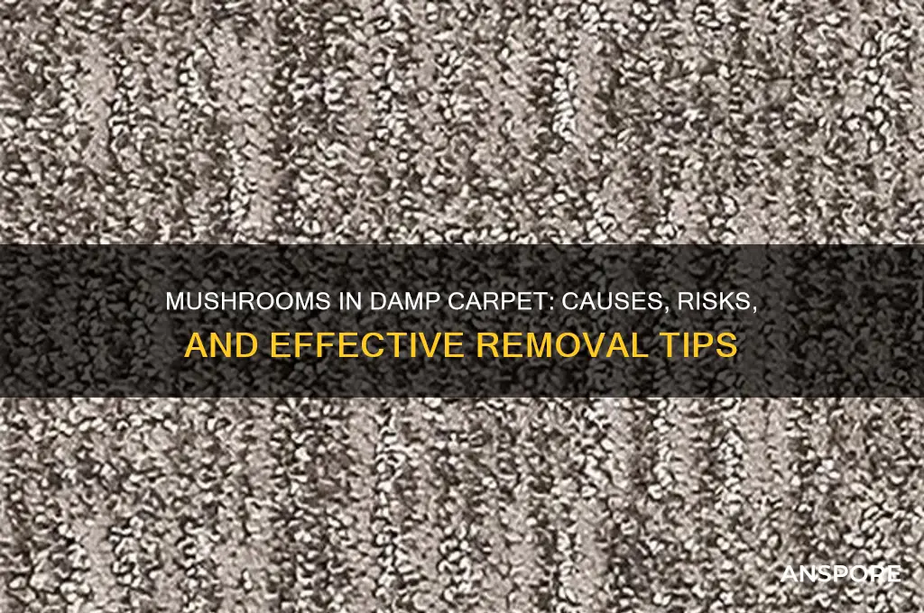 do mushrooms growing in damp carpet
