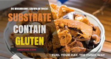 Mushrooms Grown on Wheat Substrate: Are They Gluten-Free?