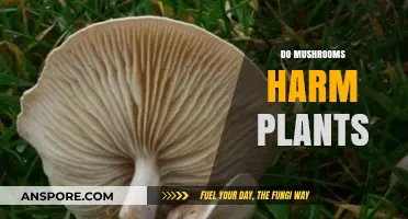 Mushrooms: Friends or Foes of Plants?