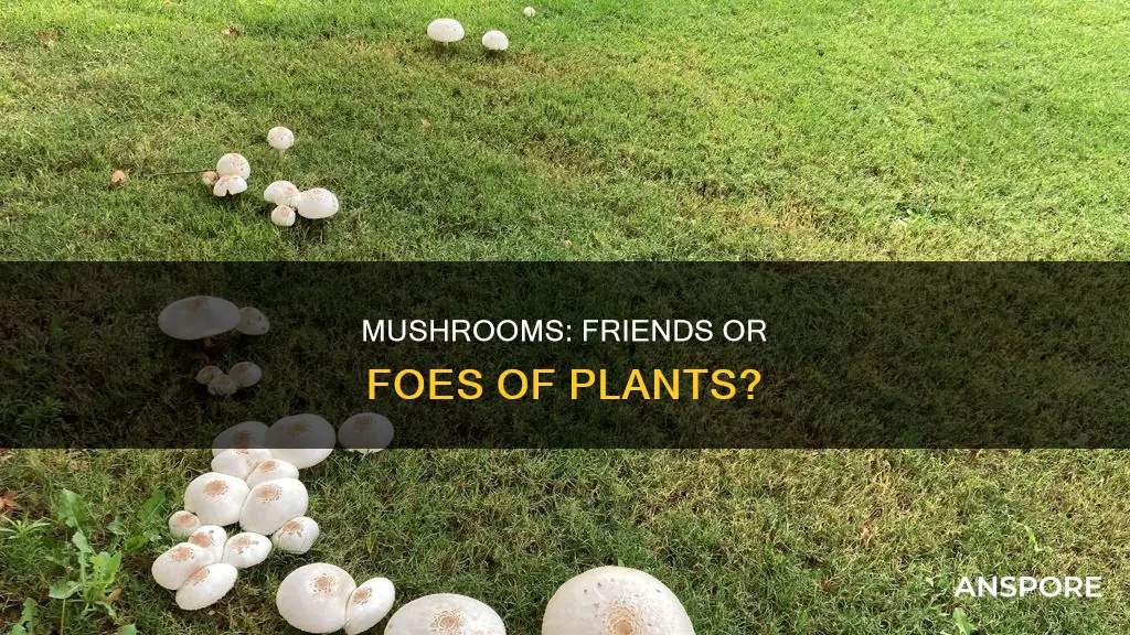 do mushrooms harm plants
