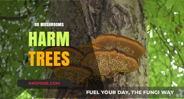 Mushrooms: Friends or Foes of Trees?