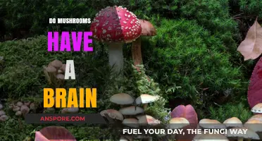 Mushrooms: Brain-like Intelligence or Just Fungi?