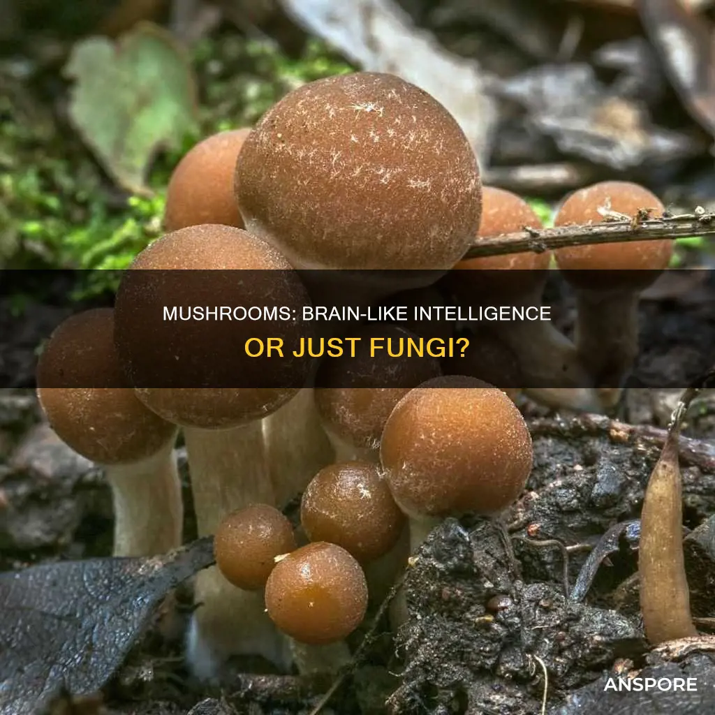 do mushrooms have a brain