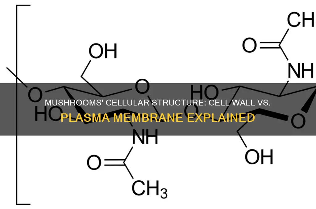 do mushrooms have a cell wall or plasma membrane