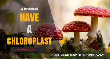 Mushrooms: Chloroplasts or Not?