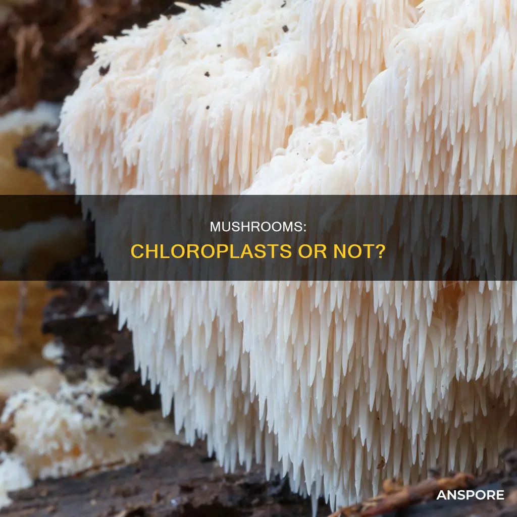 do mushrooms have a chloroplast