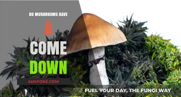 Mushroom Come Down: Understanding Post-Trip Effects and Recovery