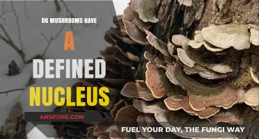 Do Mushrooms Have a Defined Nucleus? Unveiling Fungal Cell Structure