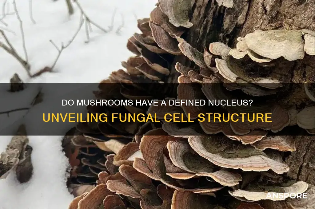 do mushrooms have a defined nucleus
