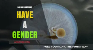 Mushroom Mysteries: Gender Identity Unveiled