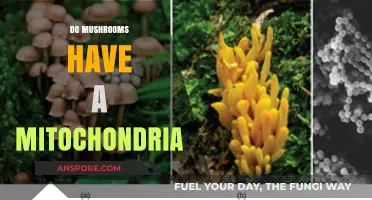 Mushrooms: Mitochondria or Not?