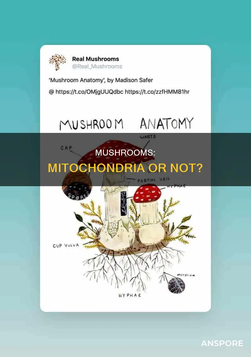 do mushrooms have a mitochondria