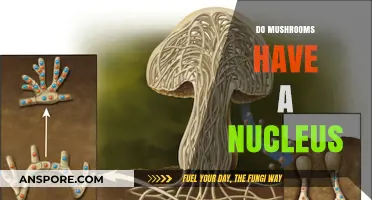 Mushroom Nucleus: What's the Deal?