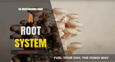 Exploring Mushroom Anatomy: Do Mushrooms Have a Root System?