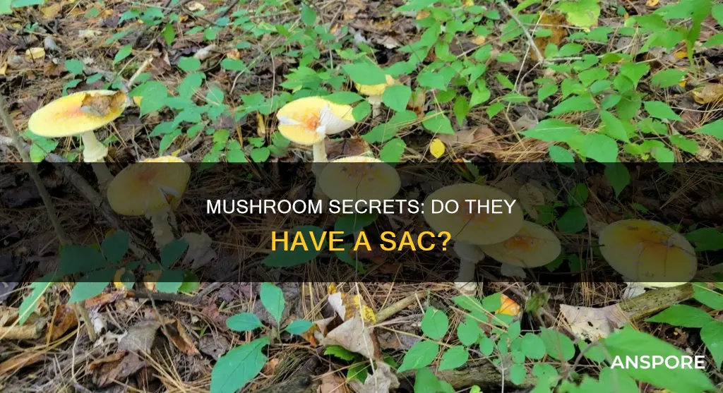 do mushrooms have a sac