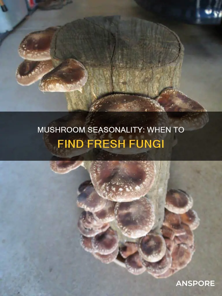 do mushrooms have a season