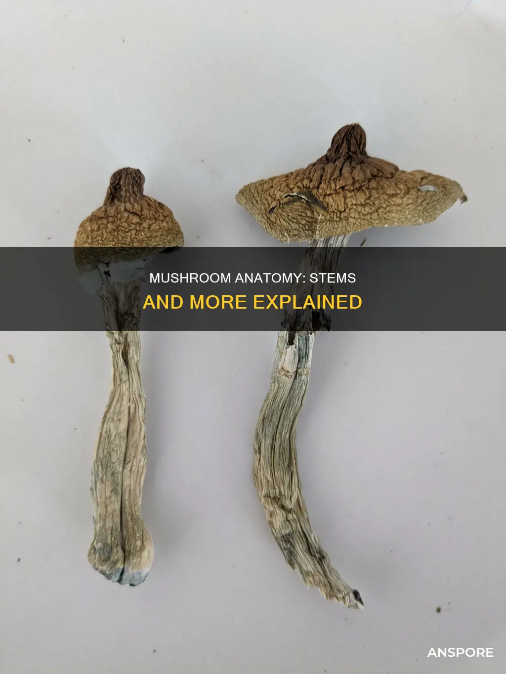 do mushrooms have a stem