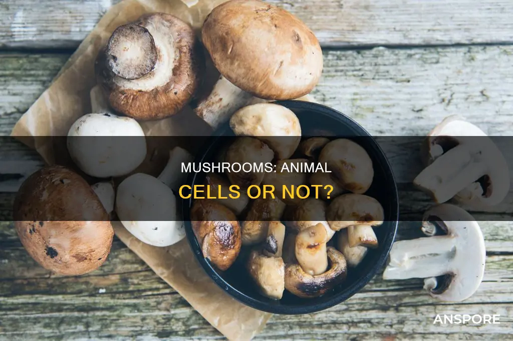 do mushrooms have animal cells