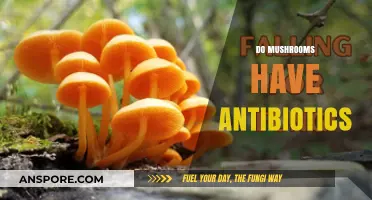 Mushrooms: Nature's Antibiotics?