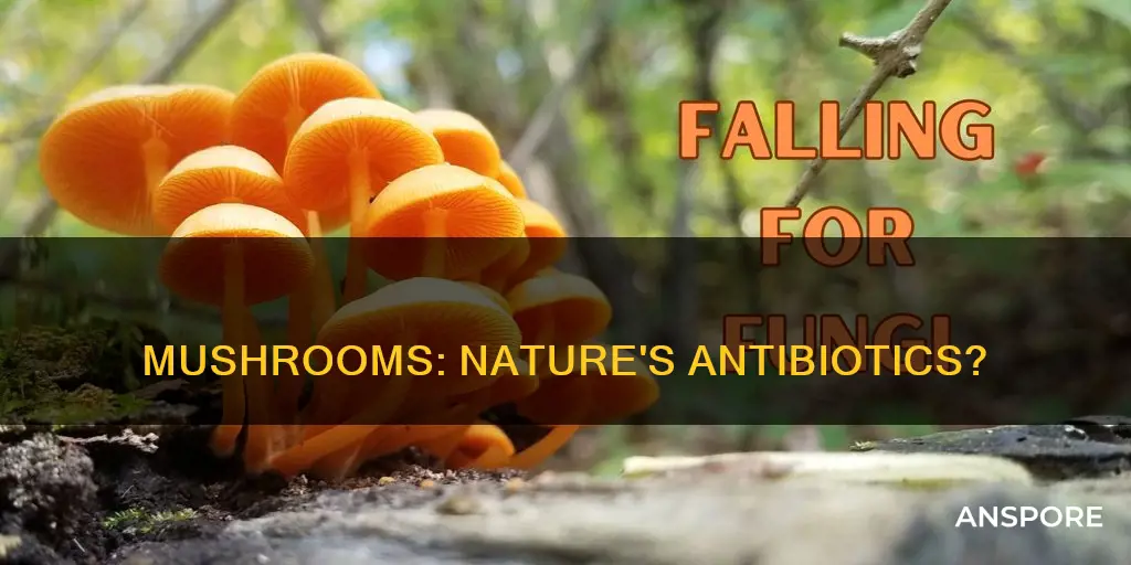 do mushrooms have antibiotics