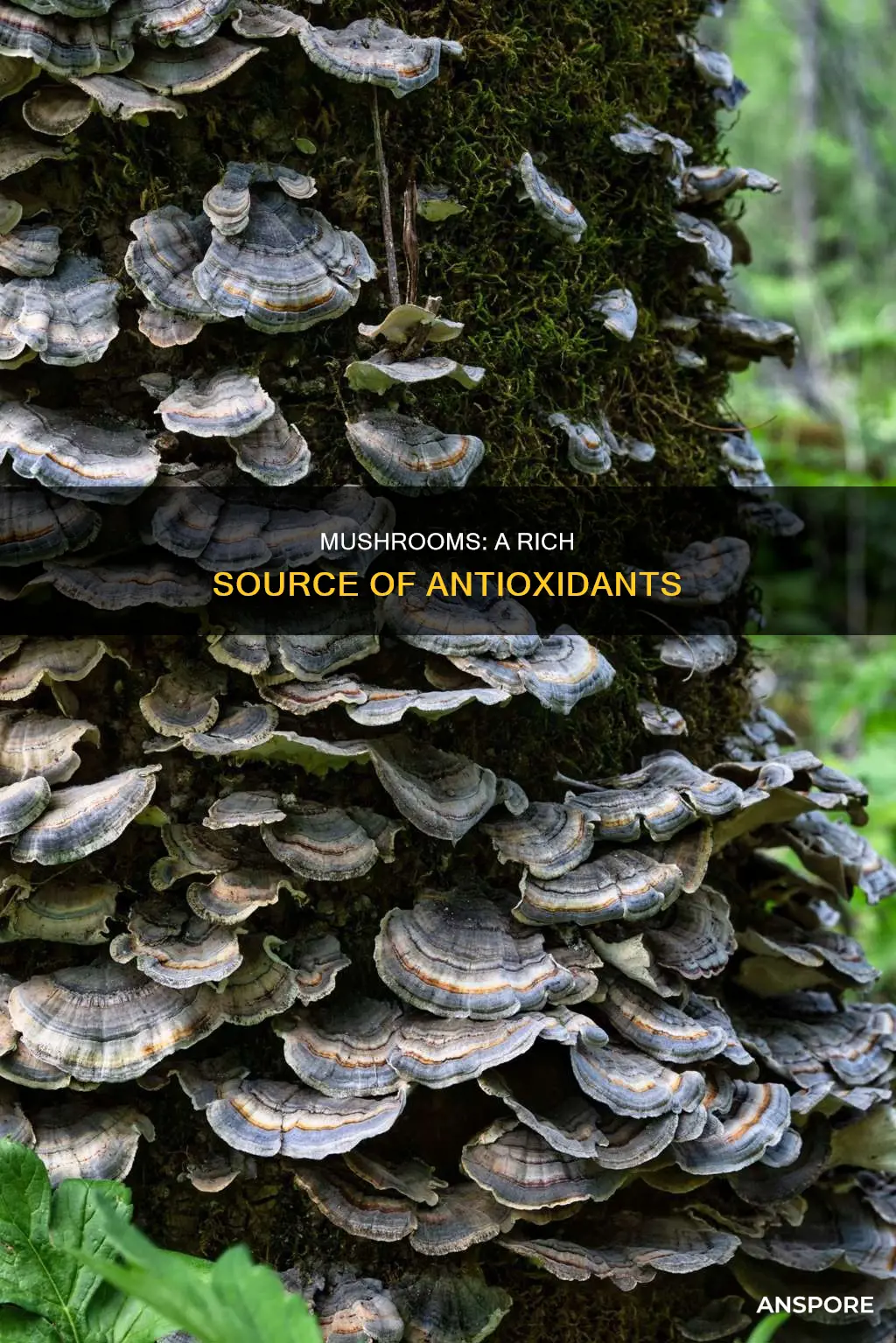 do mushrooms have antioxidants