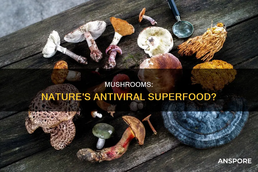 do mushrooms have antiviral properties