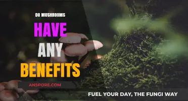 Mushrooms: Nature's Superfood with Surprising Benefits
