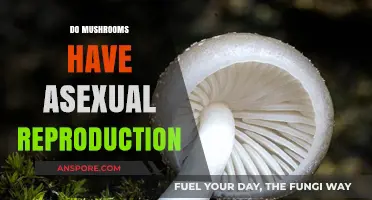 Mushrooms' Asexual Reproduction: How Does It Work?