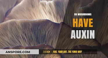 Mushrooms and Auxin: What's the Connection?