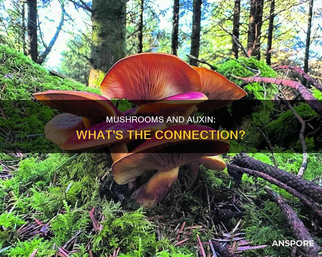 do mushrooms have auxin
