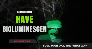 Mushrooms: Nature's Magical Bioluminescent Fungi