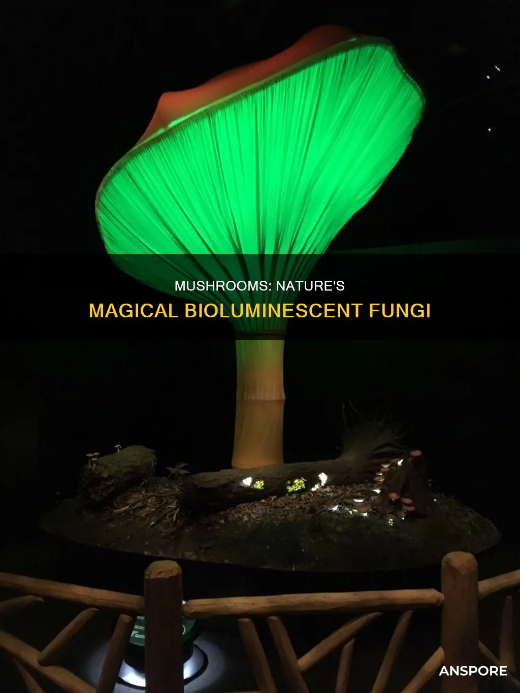 do mushrooms have bioluminescence