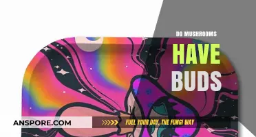 Mushroom Buds: Do They Exist?