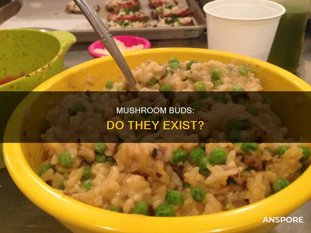 do mushrooms have buds