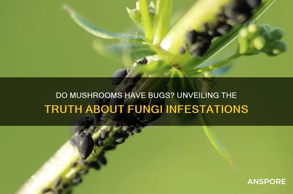 do mushrooms have bugs in them