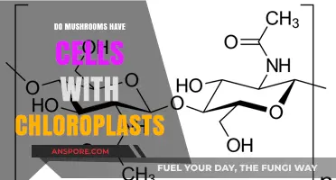 Do Mushrooms Contain Chloroplasts? Unveiling Fungal Cell Structure Secrets