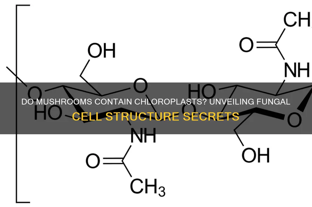 do mushrooms have cells with chloroplasts